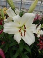 [5168 Massari No02.JPG]